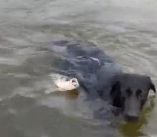 Забавный ролик: рыба атаковала плывущего пса