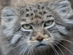 Вчені виявили загадкові види котів на горі Еверест