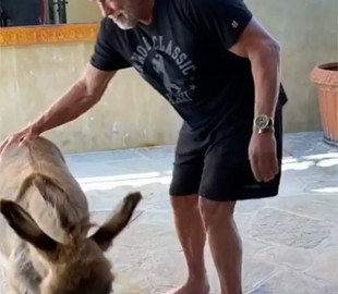 Кумедний Арнольд Шварценеггер показав відео, як тренується разом із віслючкою Лулу