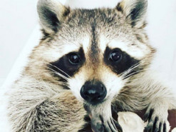 В США погиб самый известный енот-блогер в мире