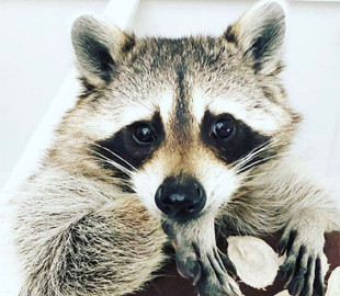 В США погиб самый известный енот-блогер в мире