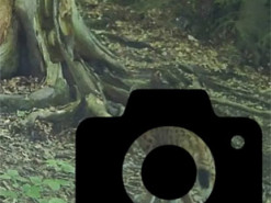 На Закарпатті фотопастка зафіксувала рідкісного хижака (ФОТО)
