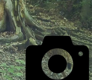 На Закарпатті фотопастка зафіксувала рідкісного хижака (ФОТО)