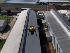 Японські фермери почнуть використовувати лазерні дрони, щоб захистити курей від птахів