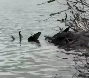 У Києві з Дніпра вилучили безпілотник "Герань-2" із бойовою частиною