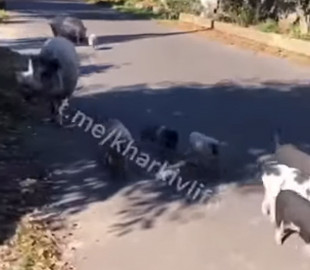 В Харькове по улицам бегала семья свиней с уткой: курьез попал на видео