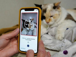 Искусственный интеллект научили оценивать самочувствие котов