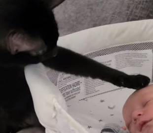 Реакция кота на младенца стала вирусной в сети