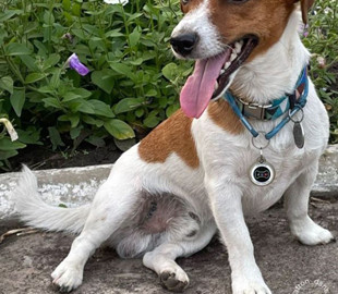 "Окупанти залишають після себе небезпечні "сюрпризи": пес Патрон показав нове фото і корисне відео