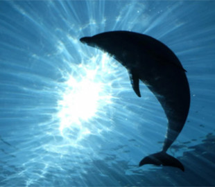 Google планує спілкуватися з дельфінами за допомогою штучного інтелекту