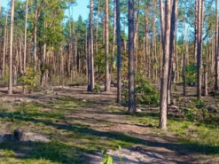 У лісах на Київщині досі знаходять вибухонебезпечні предмети (фото)