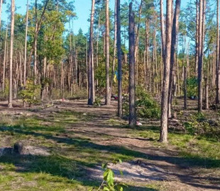 У лісах на Київщині досі знаходять вибухонебезпечні предмети (фото)