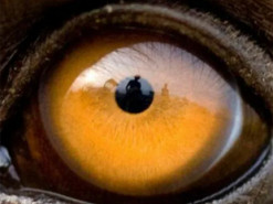 Розроблено нову систему камер, яка точно показує світ очима тварин