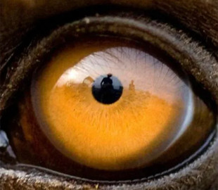 Розроблено нову систему камер, яка точно показує світ очима тварин