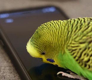 Курьез: попугай общается с Siri голосом хозяина