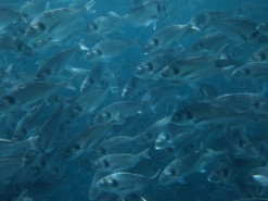 Новий ШІ шукає надхнення у риб і бджіл