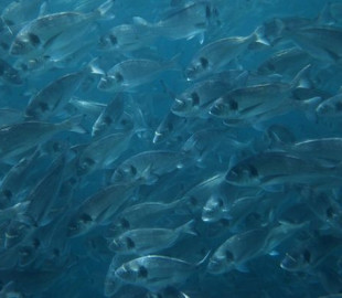 Новий ШІ шукає надхнення у риб і бджіл