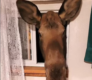 В США дикий лось решил составить компанию женщине в ванной