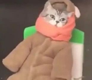 Кот-продавец «рыбов» стал живым мемом