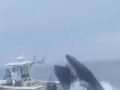 Кит, вистрибнувши з води, перекинув рибальське судно у Нью-Гемпширі