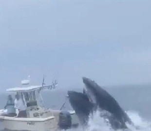 Кит, вистрибнувши з води, перекинув рибальське судно у Нью-Гемпширі