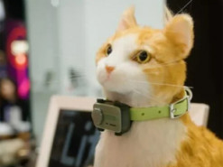 Представлено перший у світі "смартфон для домашніх тварин": які його основні фішки