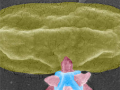 Шведські вчені створили нанозброю проти бактерій