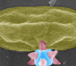 Шведські вчені створили нанозброю проти бактерій