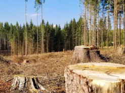 На Волині програміст-браконьєр ледь не сів до в'язниці на 5 років через незаконну вирубку лісу