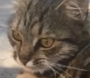 «Ловит мышей и дружит с ними»: в Сети появился забавный ролик о любвеобильной кошке