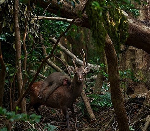 Повстання мавп. Фотограф зафіксував унікальну поїздку макаки верхи на олені