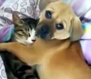 Сеть умилил котик, спящий под одеялом в обнимку с щенком