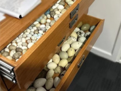 Коштують $500 тисяч: в Австралії поліція вилучила у чоловіка понад 3 тисячі яєць рідкісних птахів