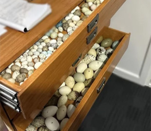 Коштують $500 тисяч: в Австралії поліція вилучила у чоловіка понад 3 тисячі яєць рідкісних птахів