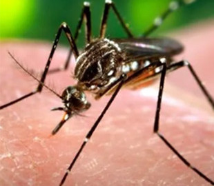 Змінили мачете на дрони. У США з комарами борються за допомогою безпілотників