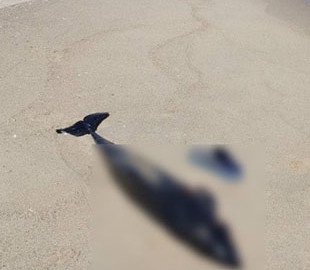 Через війну у Чорному морі загинуло близько 50 тисяч дельфінів