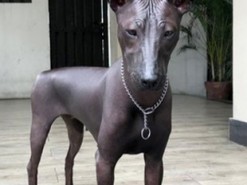 Оптическая иллюзия с собакой озадачила пользователей Сети