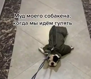 Отказывающийся гулять бульдог рассмешил пользователей Сети