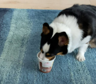 Новый хит: жадная собака показала, как сильно она любит мороженое