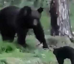 "Вася, нам не надо столько мяса": домашний кот прогнал медведя в лес