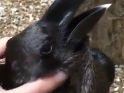 Оптическая иллюзия с кроликом озадачила соцсети