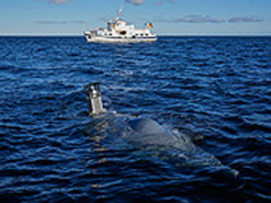 Ізраїльський стартап розробив систему зв'язку для флотів підводних дронів