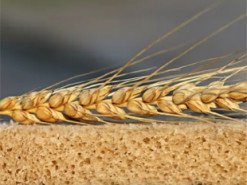 В Росії відзвітували про "несподіваний" зріст урожайності пшениці