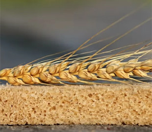 В Росії відзвітували про "несподіваний" зріст урожайності пшениці