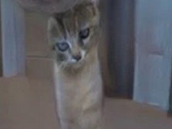 Нейромережа навчилася створювати фото неіснуючих котів, але виходить у неї не дуже добре