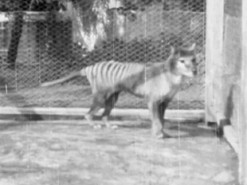 В Австралії оприлюднили унікальні кадри з останнім на Землі сумчастим вовком