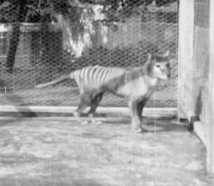 В Австралії оприлюднили унікальні кадри з останнім на Землі сумчастим вовком