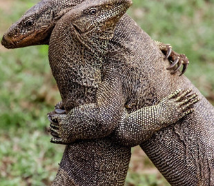 Вроде бы танцуют: сеть развеселило видео битвы самцов варанов