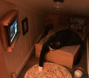 Хозяин оборудовал для кота отдельную комнату с телевизором