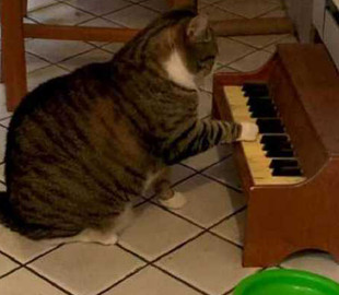 Кот научился играть на пианино, чтобы напоминать хозяйке, что пора обедать